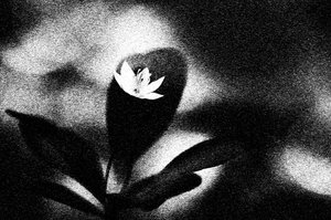 Floração branca austera de Ylva Sjögren