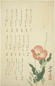 Duas papoulas de Yokoyama Seiki
