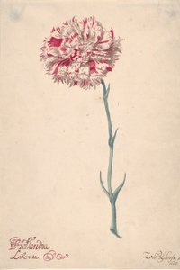 A Carnation Hollandia Liberata, 1675. de Zacharias Blijhooft