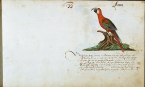 Papagei de Zacharias Wagner