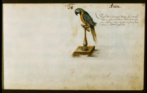 Papagei de Zacharias Wagner