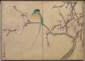 Álbum de escrivaninha: Pinturas de flores e pássaros Pássaro com flores de ameixa, século XVIII.