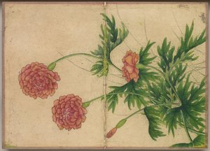 Álbum de escrivaninha: Pinturas de flores e pássaros Peônia, século XVIII.