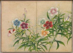 Álbum de escrivaninha: Pinturas de flores e pássaros rosa, século XVIII.