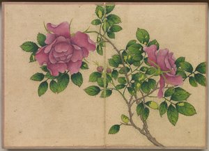 Álbum de escrivaninha: Pinturas de flores e pássaros Rosa, século XVIII.