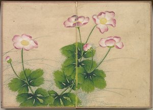 Álbum de escrivaninha: Flores de malva e pinturas de pássaros, século XVIII.