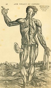 Verso do corpo humano masculino, estudo anatômico publicado originalmente em De Humani Corporis Fabrica Libri Septem (sobre o tecido do corpo humano em sete livros) por Andreas Vesalius, publicado em Basiléia de Ferdinand Georg Waldmuller