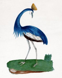Garça com crista de . .