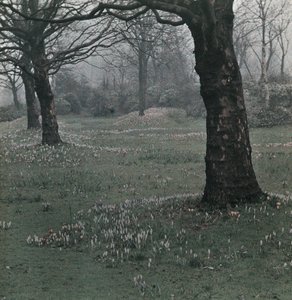 "Crocus" de Frederick (attr. to) Barnard