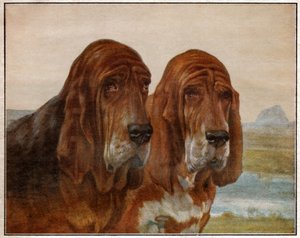 Cães de São Hubert ou Bloodhound. 1925 (ilustração) de . .