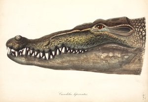 Crocodilo Estuarino ou de Água Salgada, Ásia de John Pardon