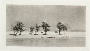 Gnarled Thorn Trees de Frederick (attr. to) Barnard