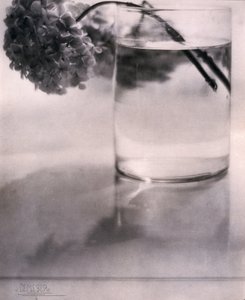 Hortênsia, c 1907 de John Pardon
