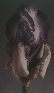 "Iris alemã (Iris germanica) de Frederick (attr. to) Barnard