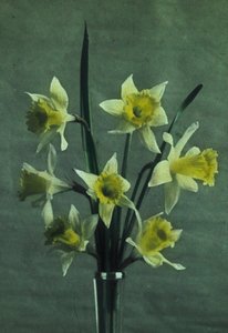 "Daffodils" (Daffodil - Esporão Dourado) de Frederick (attr. to) Barnard