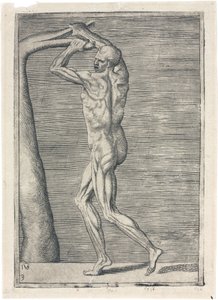 Músculos Estudo anatômico da musculatura masculina; homem quebrando um ramo, c 1555 de Frederick (attr. to) Barnard