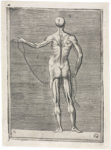 Músculos Estudo anatômico da musculatura masculina; homem segurando uma corda, c 1555 de Frederick (attr. to) Barnard