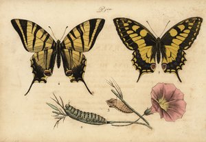 Andorinha do Velho Mundo, Papillo machaon 1,2,3 e a escassa andorinha, Iphiclides podalirius 4 de John Pardon