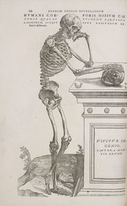 Esqueletos Um esqueleto articulado humano visto de lado de Frederick (attr. to) Barnard