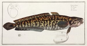 A Burbot... de John Pardon