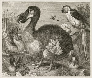 O Dodô de Ferdinand Georg Waldmuller