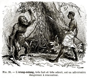 O oran-utang, muito forte e muito hábil, é um adversário perigoso para enfrentar de . .