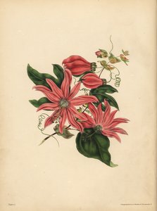 O Passionflower racemose, Passiflora racemosa, Superstição religiosa de John Pardon