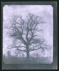 Árvore no inverno, meados do século XIX de Frederick (attr. to) Barnard