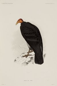 Abutre da Turquia, Chile de John Pardon