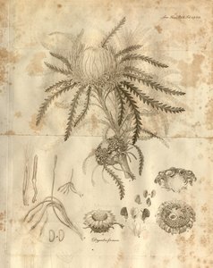 Esta é a Placa 3 do Volume 10 das Transações da Sociedade Linnean de Londres, publicada em 1811. A planta representada é Dryandra formosa (hoje Banksia formosa) de Various