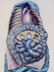 Anatomia do intestino grosso, de Manuel dAnatomie, descritivo do Corpo Humain por Jules Cloquet (1790-1883) gravado por G. de Frey, 1825 de after Haincelin