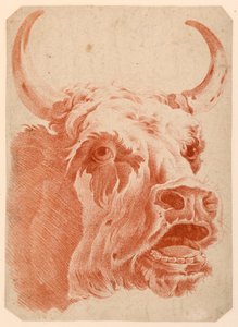 Cabeça de vaca