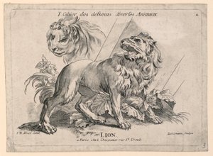 Estudos de Leões, Placa 4 de "Cahier des Desseins Diverses Animalaux"
