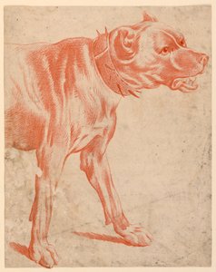 A parte dianteira de um cão