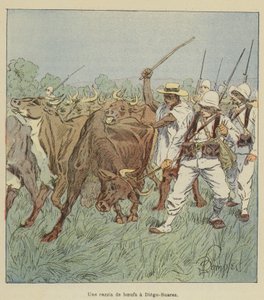 Um ataque ao gado em Diego-Suarez