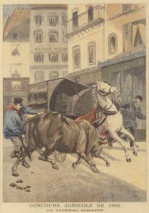 Mostra agrícola de 1895. Um touro escapado