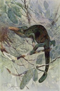 Camaleão Africano de after Wilhelm Kuhnert