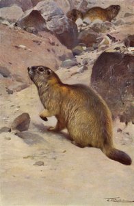 Marmota alpina de after Wilhelm Kuhnert