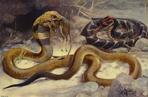 Cobra e Puff Adder de after Wilhelm Kuhnert