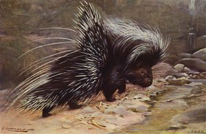Porco-espinho Crested de after Wilhelm Kuhnert