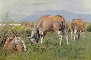 alce de after Wilhelm Kuhnert