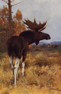 Alce ou alce de after Wilhelm Kuhnert