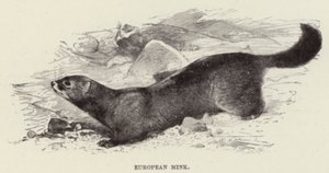 Vison europeu de after Wilhelm Kuhnert
