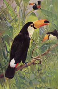 Tucano Gigante