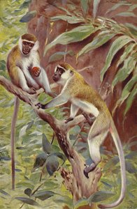Macaco verde