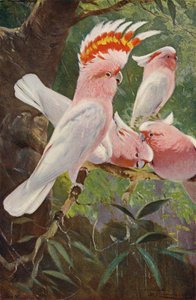 Cacatua Leadbeaters