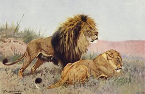 Leão e Leoa