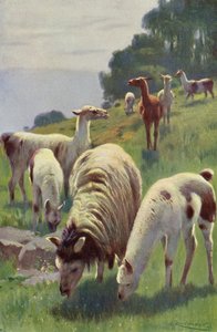 Lama de after Wilhelm Kuhnert