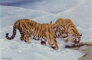 Tigre manchuriano