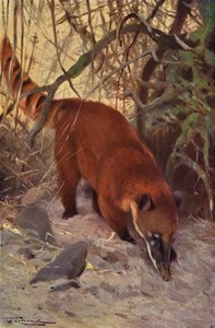 Red Coati de after Wilhelm Kuhnert